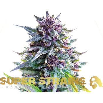 Semeno Super Strains - Purple Punch 1 ks