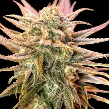 Semeno Spliff Seeds - Gold Bar Kush 3 ks