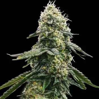 Semeno Spliff Seeds - Zkittlez 5 ks