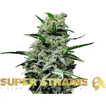 Semeno Super Strains - Mexican Candy 5 ks