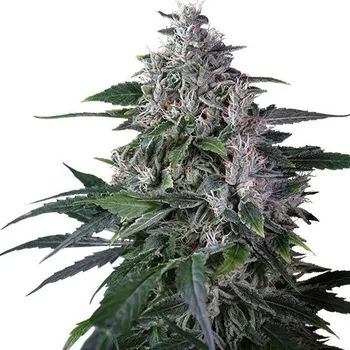 Semeno Super Sativa Seed Club - Karels Haze regular 12 ks