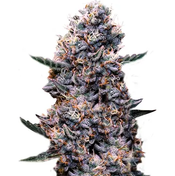 Semeno Super Strains - Do-Si-Dos Auto 1 ks