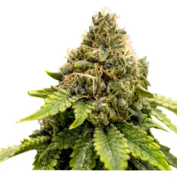 Semeno Super Sativa Seed Club - Karels Dank regular 12 ks