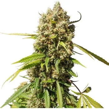 Semeno Super Sativa Seed Club - Auto Elephant CBD 5 ks
