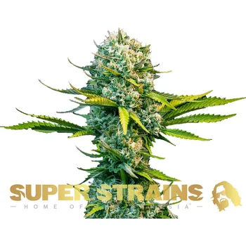 Semeno Super Strains - Next Of Kin 1 ks