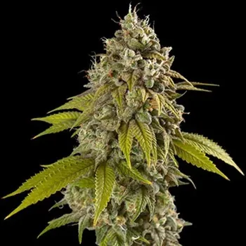 Semeno Spliff Seeds - Gelato Auto 3 ks