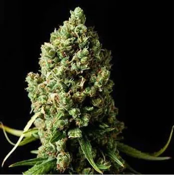 Semeno Spliff Seeds - Amnesiac 3 ks
