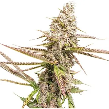 Semeno Super Sativa Seed Club - Strawberry Cookies 3 ks