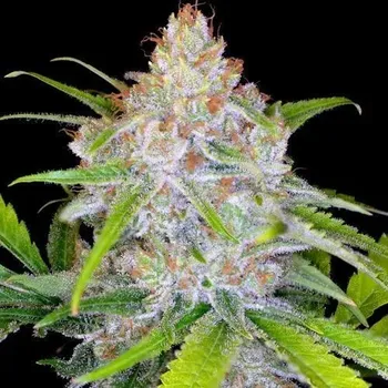 Semeno Spliff Seeds - CBD Medi Kush 5 ks