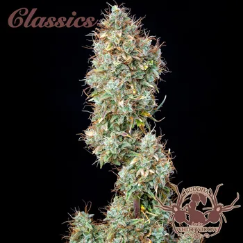 Semeno Buddha Classics White Widow Auto Balení: 3ks