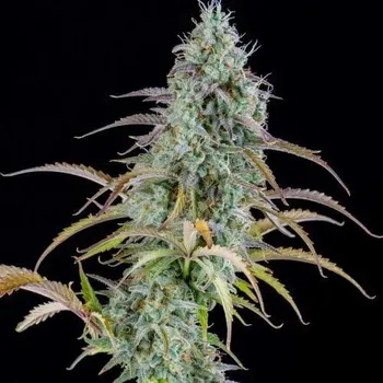 Semeno Spliff Seeds - AK Automatic 3 ks