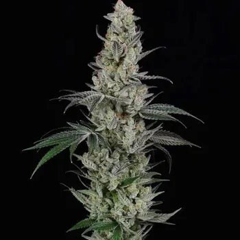 Semeno Spliff Seeds - AK 3 ks