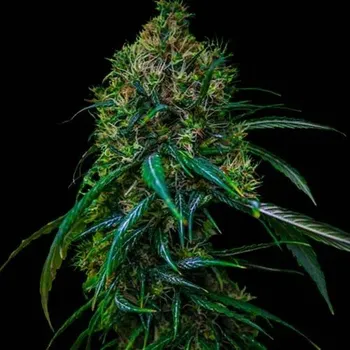Semeno Spliff Seeds - Blue Dream 3 ks