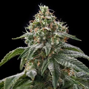 Semeno Spliff Seeds - Girl Scout Cookies 5 ks