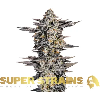 Semeno Super Strains - Gelato #33 1 ks