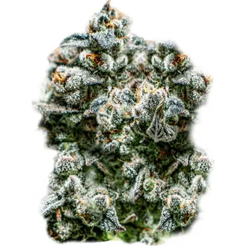 Semeno Super Strains - Runtz auto 10 ks