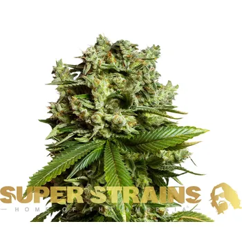 Semeno Super Strains - GG4 (Gorilla Glue) 10 ks