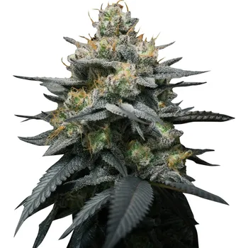 Semeno Super Strains - Kush Mints Auto 10 ks