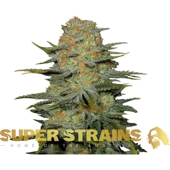 Semeno Super Strains - Amajikoym 1 ks