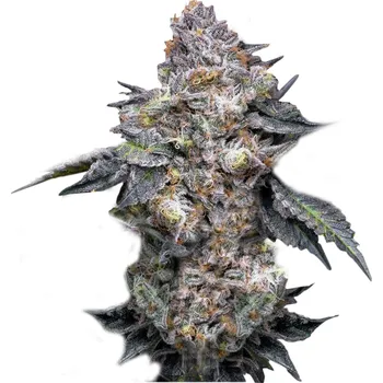 Semeno Super Strains - Permanent Marker 3 ks