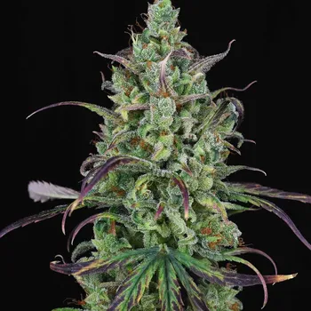 Semeno Spliff Seeds - Lemon Cream Kush Automatic 3 ks