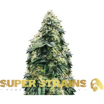 Semeno Super Strains - El Cucaracha 1 ks