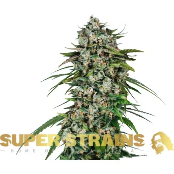 Semeno Super Strains - CBD Saga 3 ks