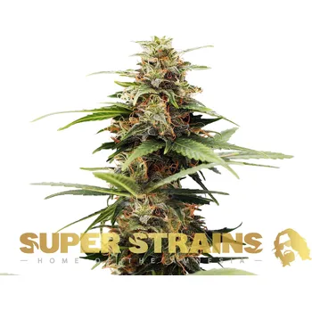 Semeno Super Strains - Hermana De La Noche 1 ks