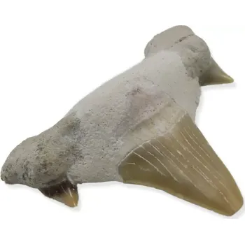 Fosilie Žraločí zub č. 1b