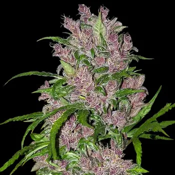 Semeno White Label - Purple Bud Automatic 3 ks