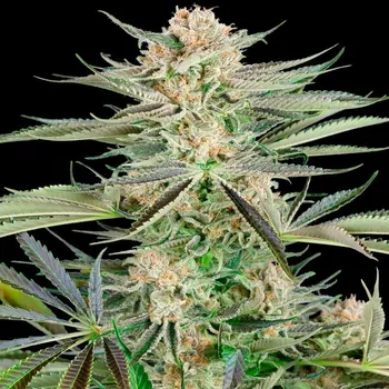 Semeno Sensi Seeds Research - Screwdriver OG 3 ks