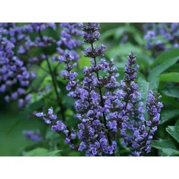 Sazenice Drmek obecný 'Blue Diddley' Balení: kontejner C5