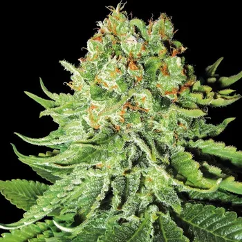 Semeno White Label - Northern Lights Automatic 3 ks