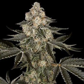 Semeno Sensi Seeds Research - Sauvignon Blanc Auto 3 ks
