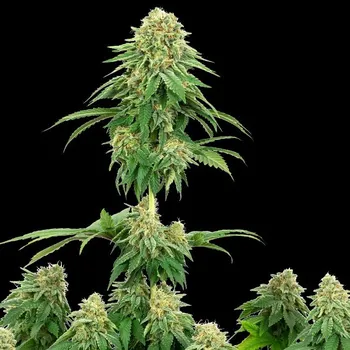 Semeno White Label - Girl Scout Cookies 3 ks