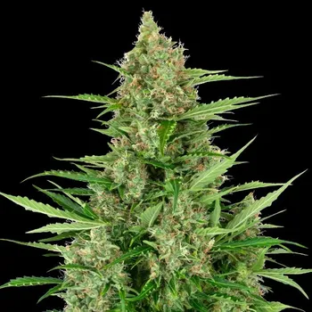 Semeno Sensi Seeds Research - Double Kush Cake Automatic 3 ks