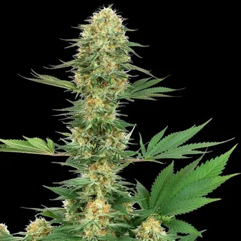 Semeno White Label - Gelato #420 3 ks