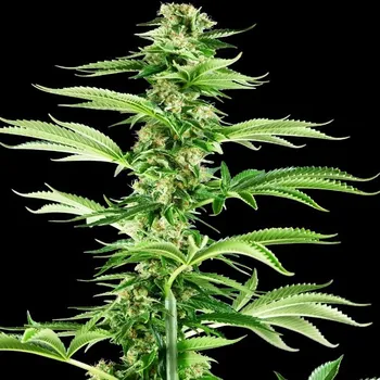 Semeno Sensi Seeds Research - Honey Melon Haze 5 ks