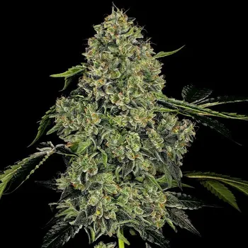 Semeno White Label - OG Kush Automatic 5 ks