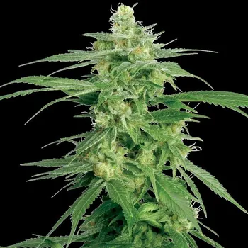 Semeno White Label - Holland´s Hope regular 10 ks