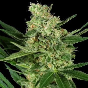 Semeno Sensi Seeds Research - Pumpkin Spice 5 ks