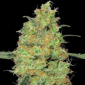 Semeno White Label - Master Kush regular 10 ks