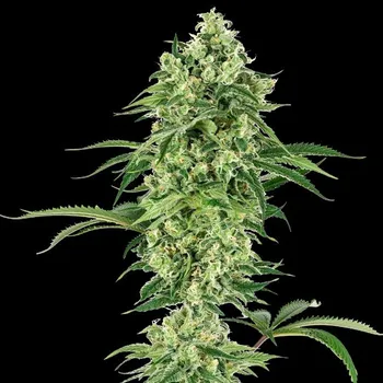 Semeno White Label - Nicole Hindu Kush 3 ks