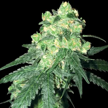 Semeno White Label - Rhino regular 10 ks