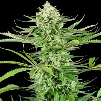 Semeno Sensi Seeds Research - Cashew Kush 5 ks