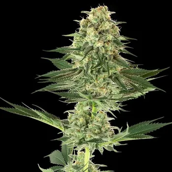 Semeno White Label - Banana Kush 10 ks