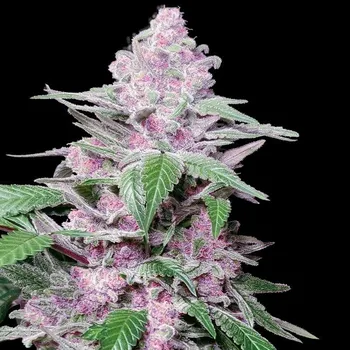 Semeno Sensi Seeds Research - Purple Cookie Kush 5 ks