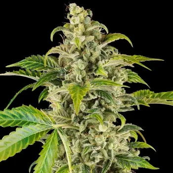 Semeno Sensi Seeds Research - Sweet & Sour Cream Auto 3 ks