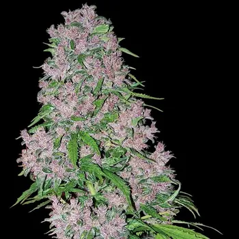 Semeno White Label - Purple Bud 5 ks