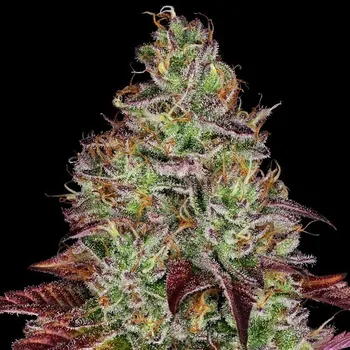 Semeno Sensi Seeds Research - Tezla OG 3 ks
